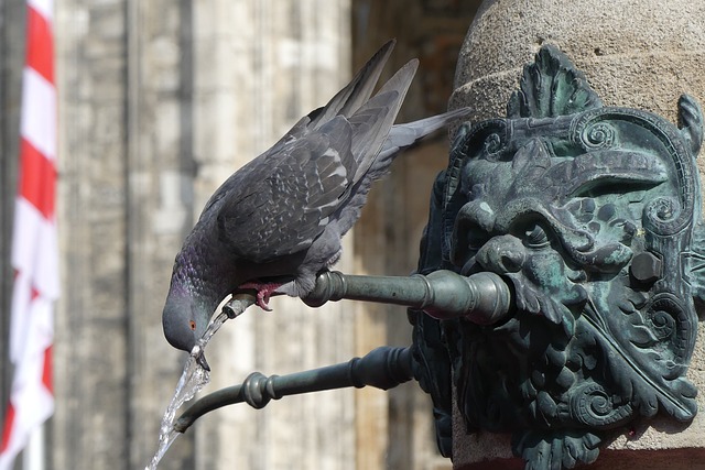 Free Dove Water photo and picture