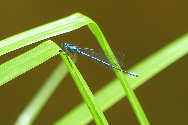Free Dragon-Fly Blue photo and picture