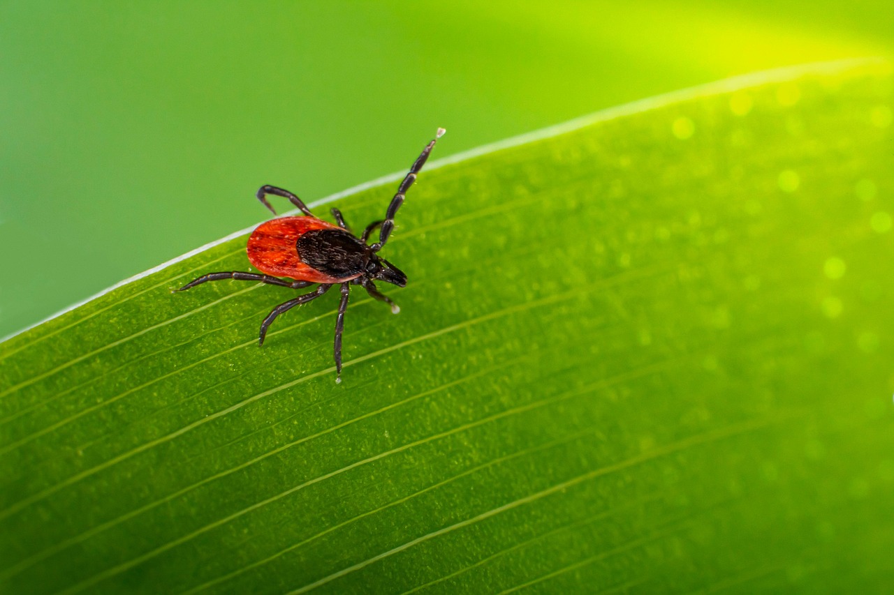 200 Free Tick Ixodes Ricinus Photos Pixabay 200 Free Tick Ixodes Ricinus Photos Pixabay