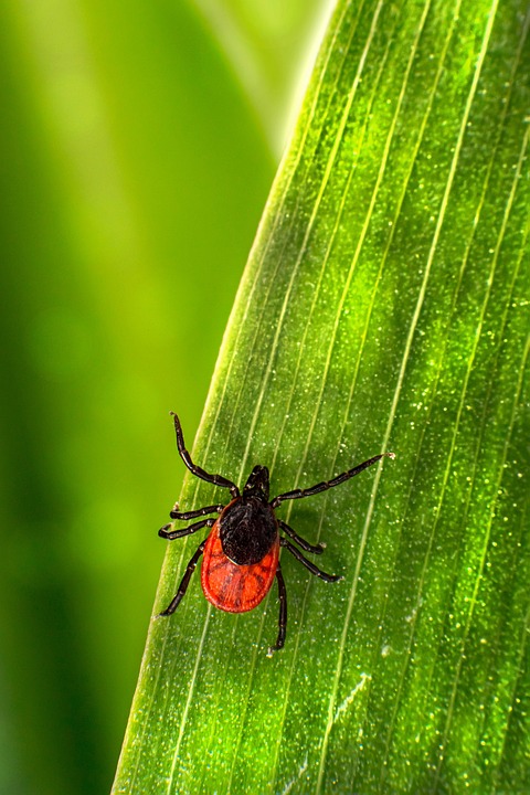 Ticle Insect Tick Insect Leaf - Free photo on Pixabay - Pixabay