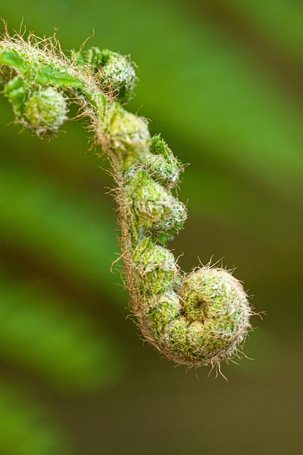 Farn, Knospen, Pflanze, Grün, Blatt