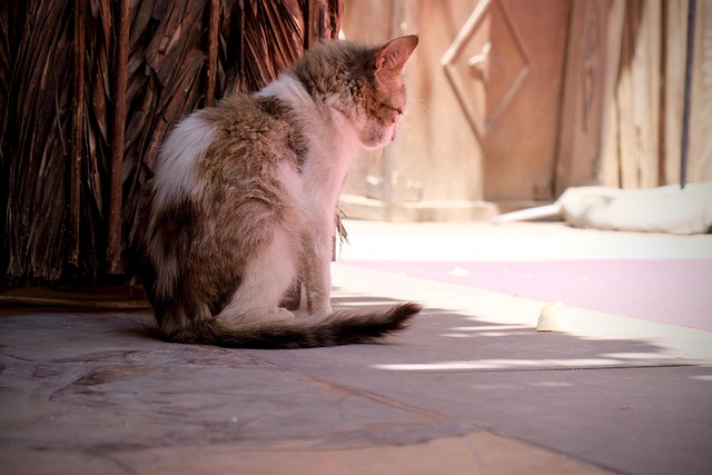 Free Cat Kitten photo and picture