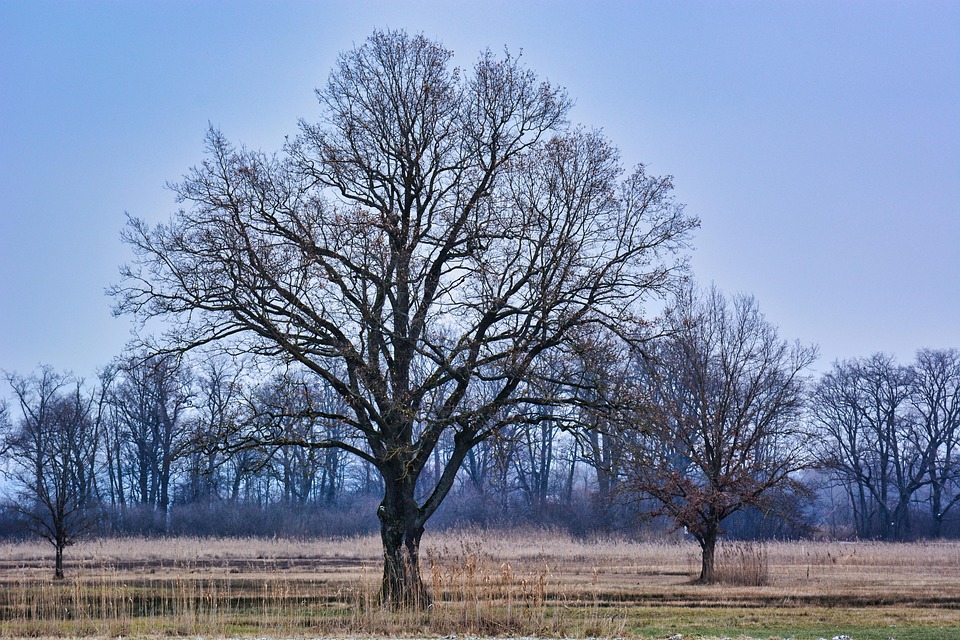 Trees Meadow Fog - Free photo on Pixabay - Pixabay