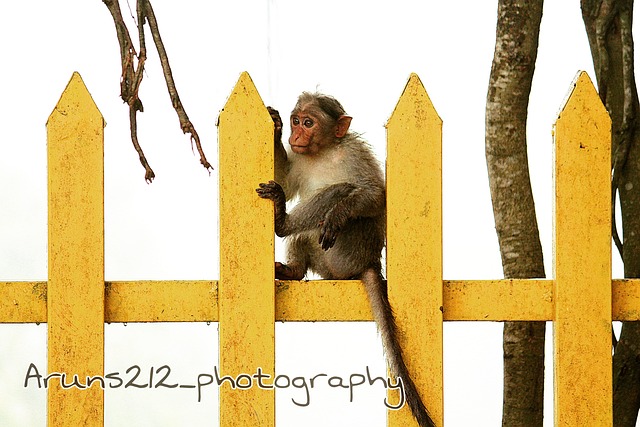 Animal, Mono, Linda
