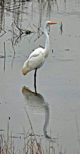 Free Egret Reflection photo and picture