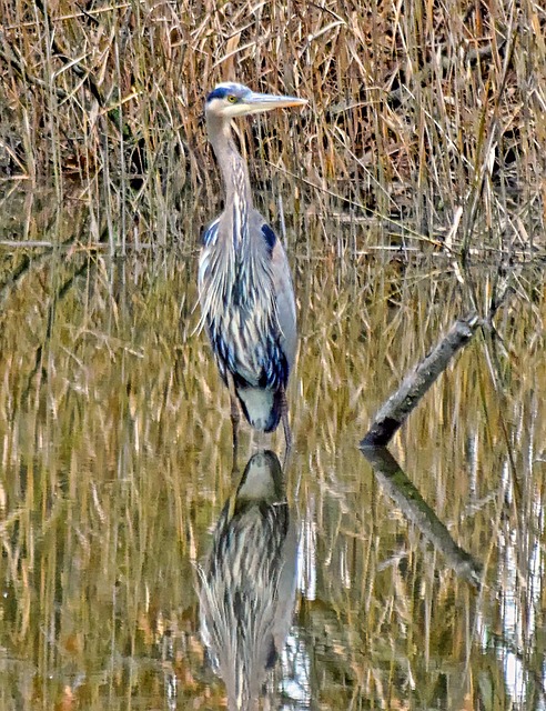 Free Heron Bird photo and picture