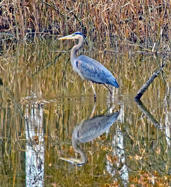Free Heron Reflection photo and picture