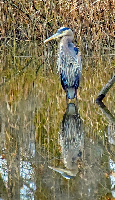 Free Heron Reflection photo and picture