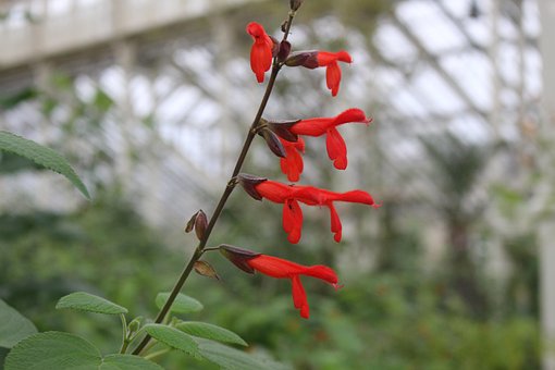 Free Kew Gardens Flower photo and picture
