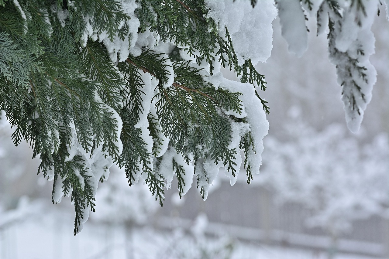针叶树 冬天 雪 - Pixabay上的免费照片 - Pixabay