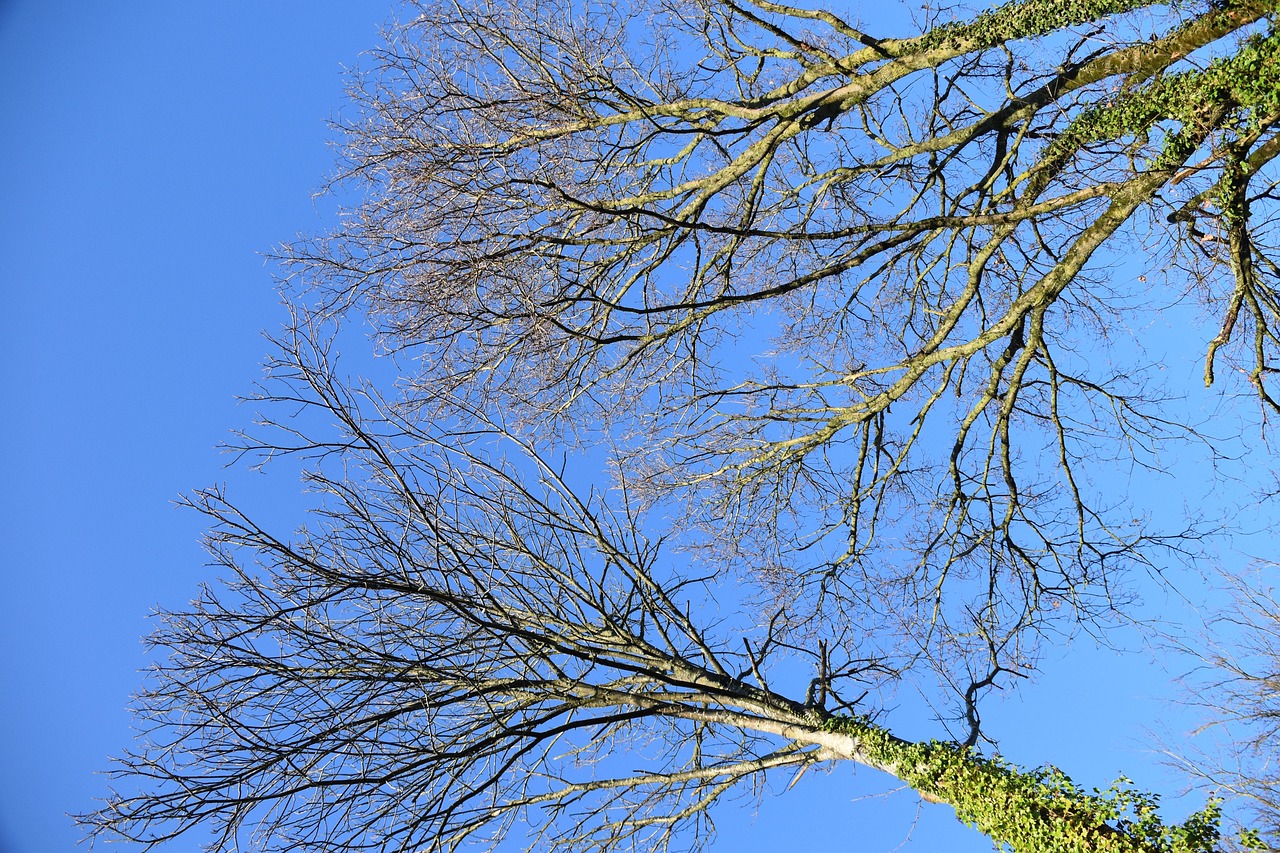 Trees Branches Shrubs - Free photo on Pixabay - Pixabay