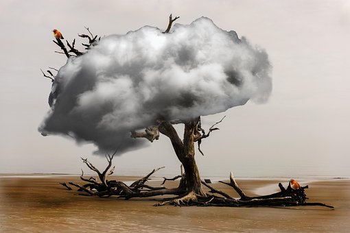 Free Arbre Nuage photo and picture