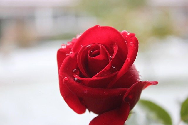 Free Rose Winter photo and picture