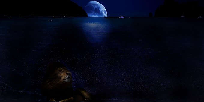 Free Lion Lune photo and picture
