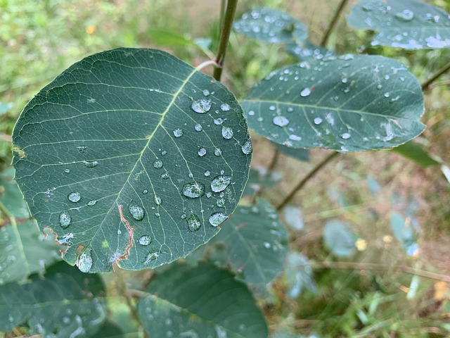 Free Nature Leaves photo and picture