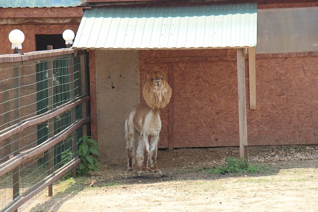 Free Farm Alpaca photo and picture