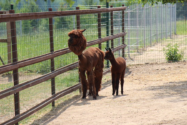 Free Farm Alpaca photo and picture