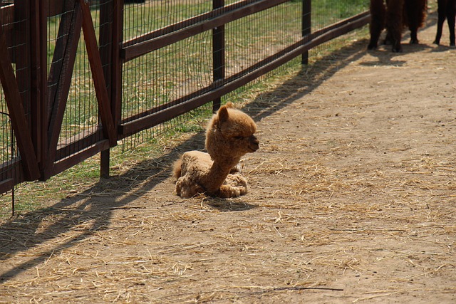 Free Farm Alpaca photo and picture