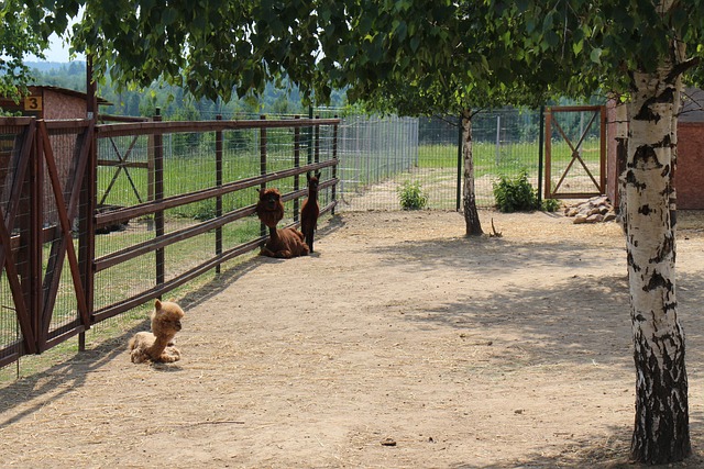 Free Farm Alpaca photo and picture