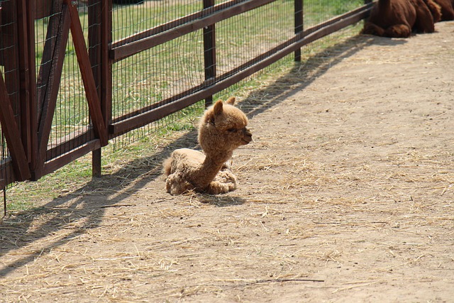 Free Farm Alpaca photo and picture
