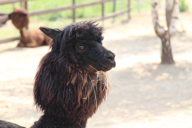 Free Farm Alpaca photo and picture