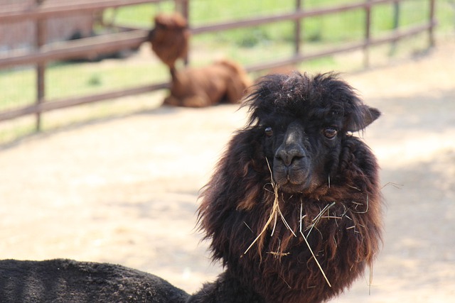 Free Farm Alpaca photo and picture