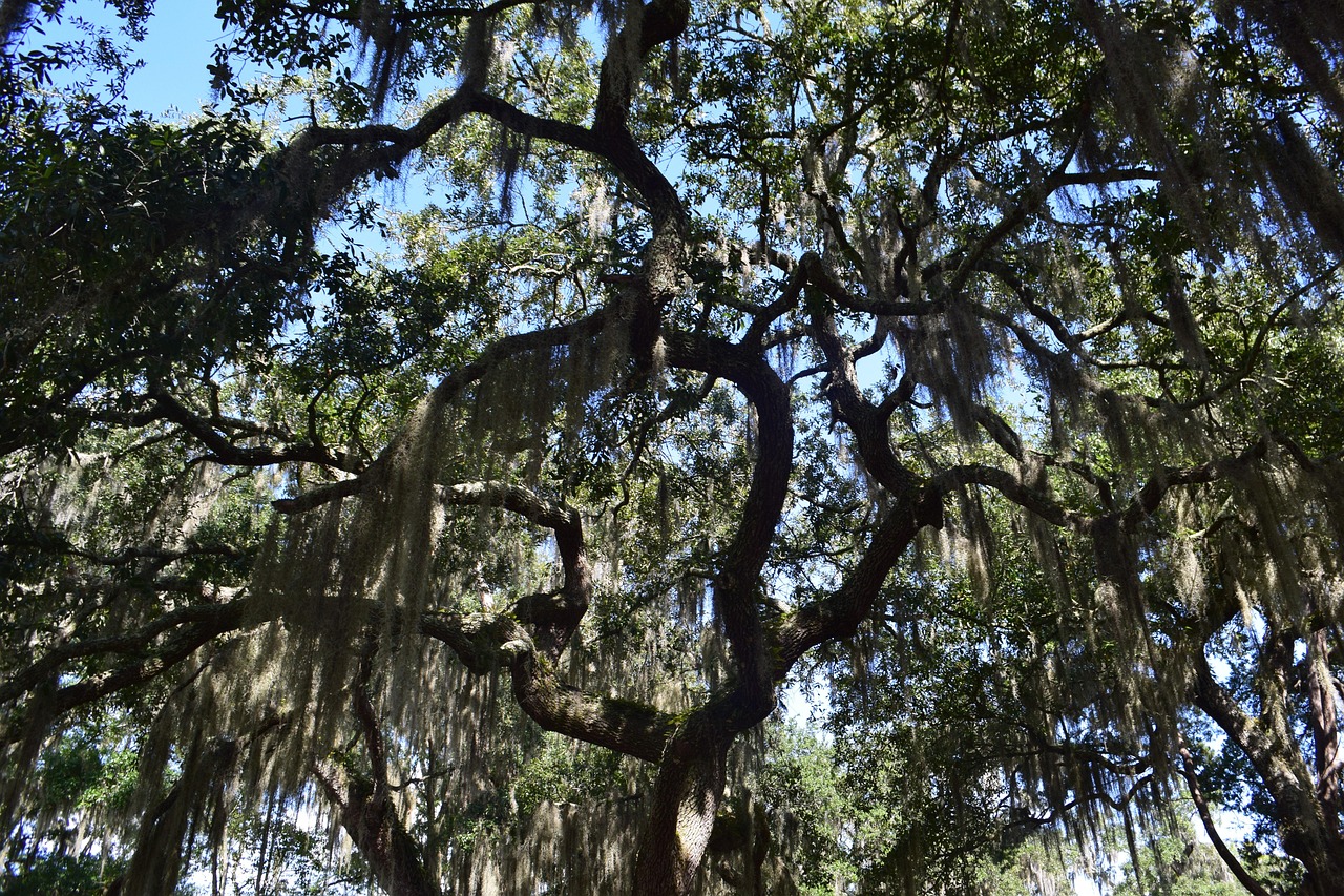 Spanish Moss Savannah Free photo on Pixabay