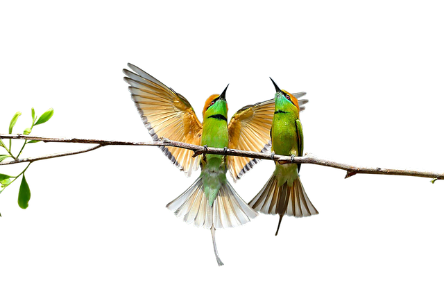 Free birds nature pair illustration