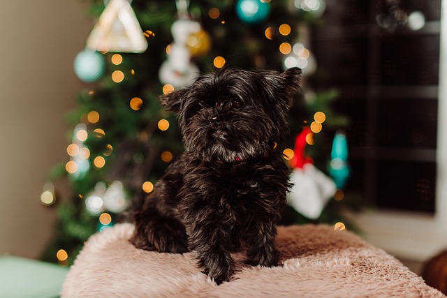 Free Shorkie Dog photo and picture