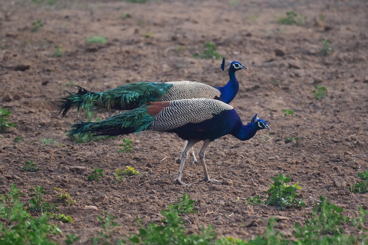 Plus de 4 000 images de Paons et de Oiseau - Pixabay