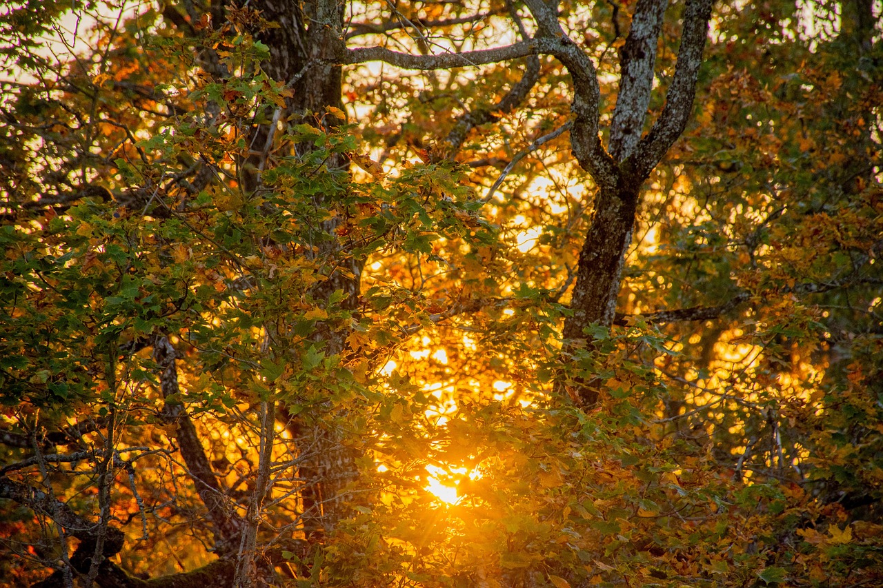 Trees Leaf Autumn Free photo on Pixabay Pixabay