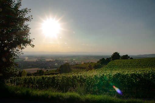 Weinberg, Sonnenuntergang, Dämmerung