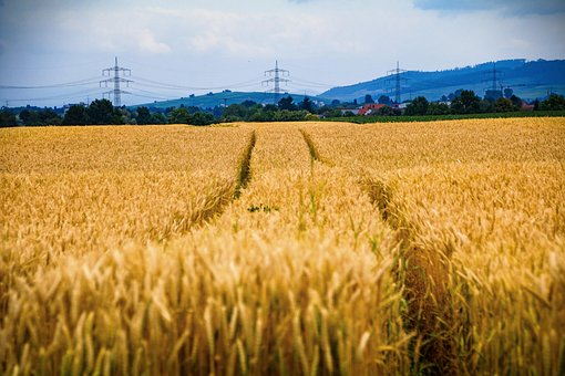 Feld, Getreide, Gerade Noch, Ohr, Herbst