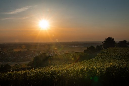 Weinberg, Rheintal, Sonnenuntergang