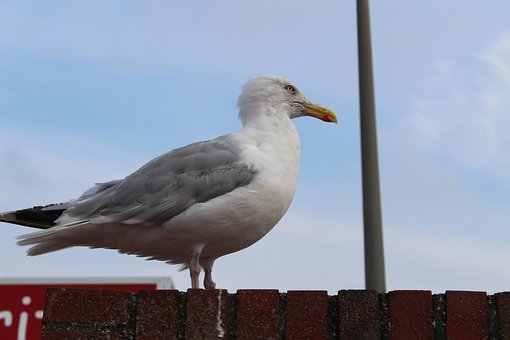 Gaviota, Pájaro, Oceano, Mar, Volador
