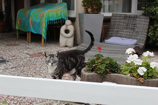 Gato, Calle, Ciudad, Zandvoort, Holanda