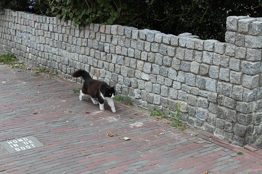 Gato, Calle, Animal, Gatito, Mamífero