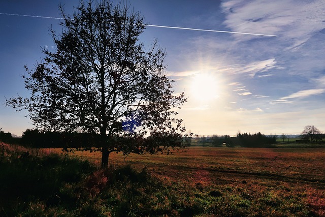 Sonne, Gegenlicht, Baum, Herbst, Natur