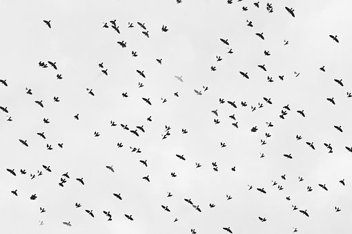 Free Sky Bird photo and picture