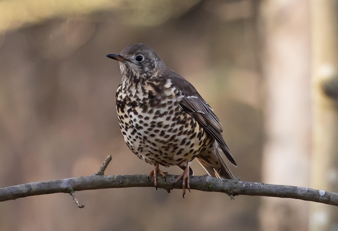 Thrush, Bird, Branch (Pixabay)
