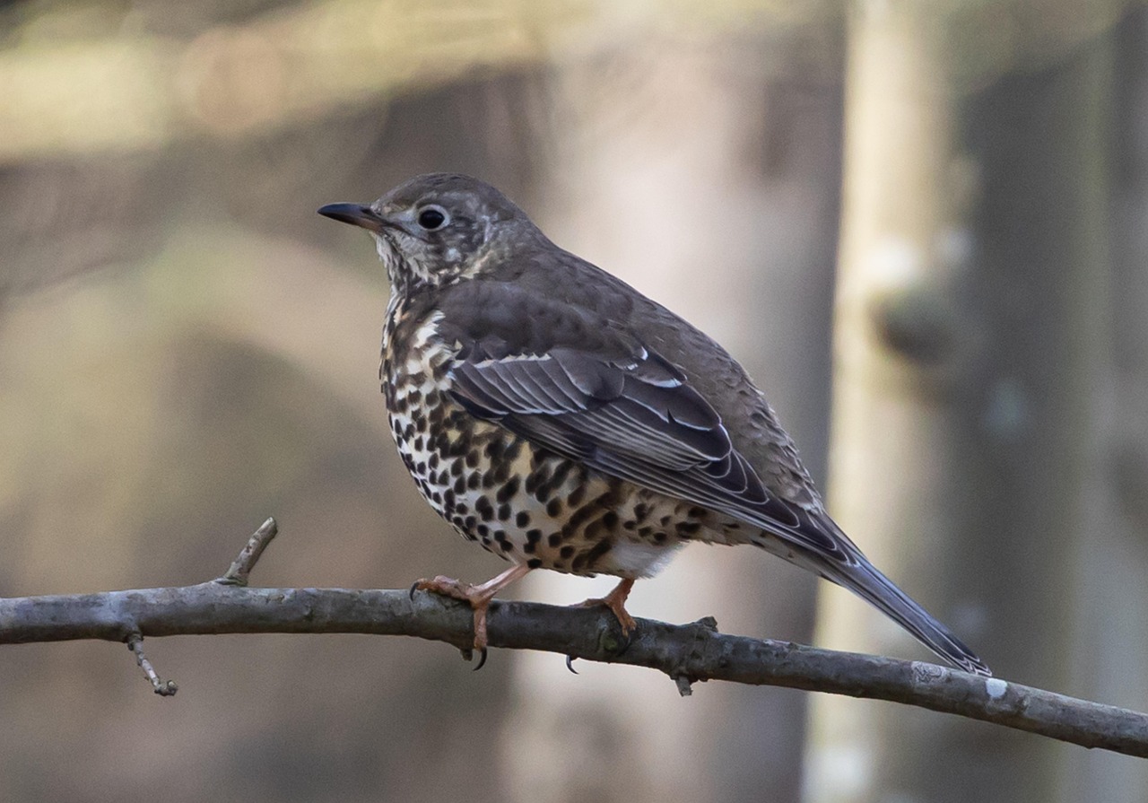Thrush, Bird, Branch, Perched (Pixabay)