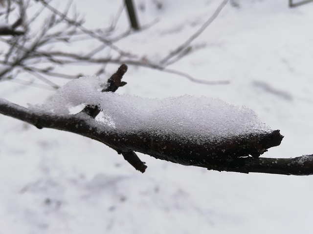 Rama, Nieve, Día, Invierno, Blanco