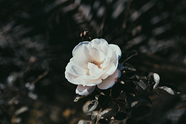 Free Flower Plant photo and picture