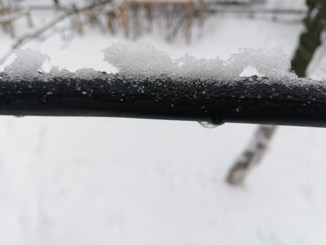 Rama, Nieve, Día, Invierno