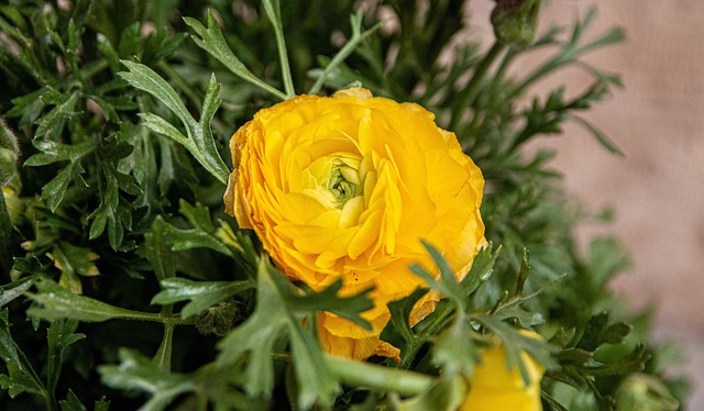 Free Flora Beautiful photo and picture