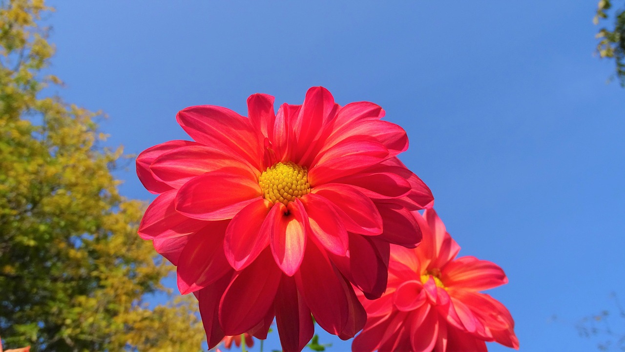 Bunga Bloom Merah Jambu - Foto gratis di Pixabay