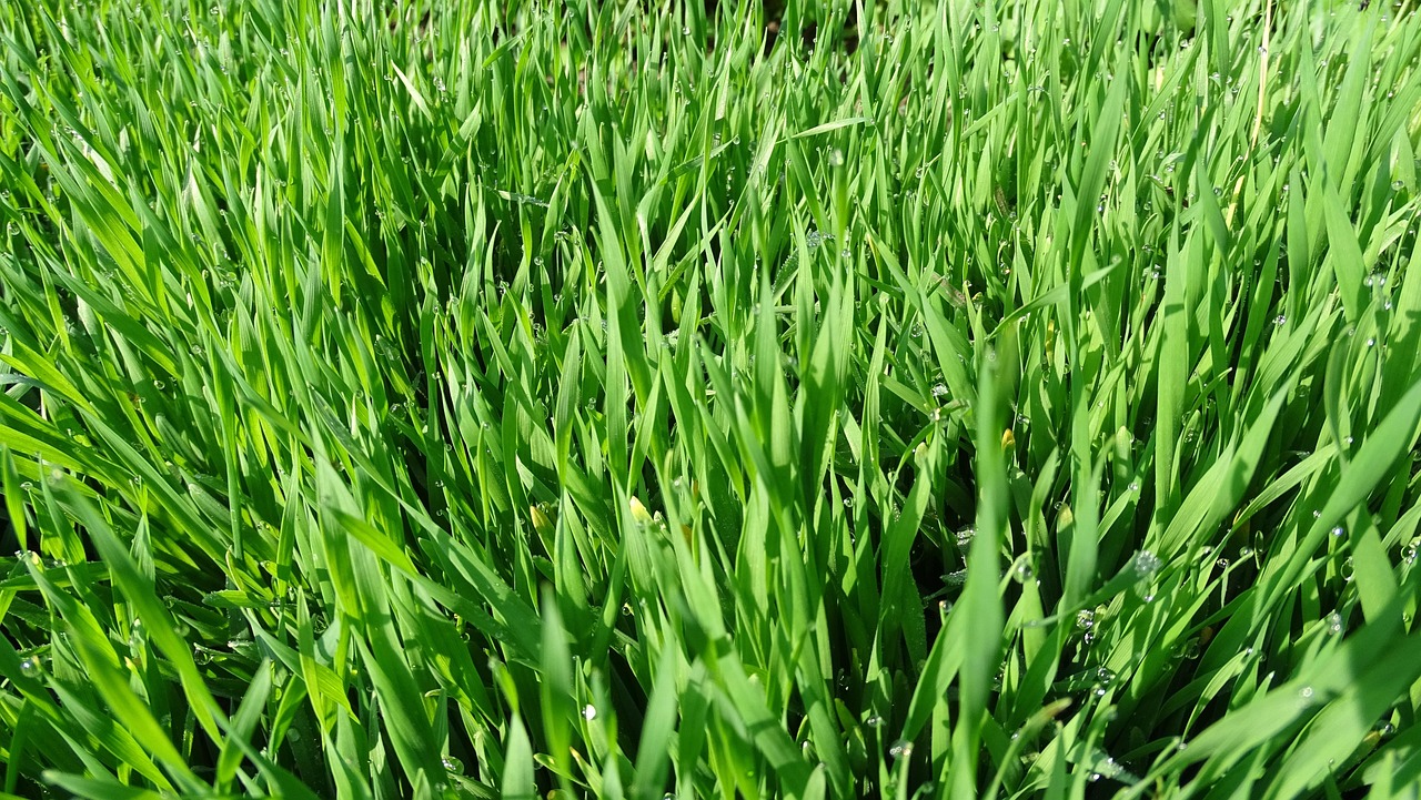 Rumput Hijau Alam - Foto gratis di Pixabay - Pixabay