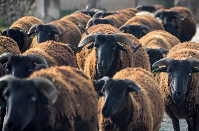 Free Sheep Animals photo and picture
