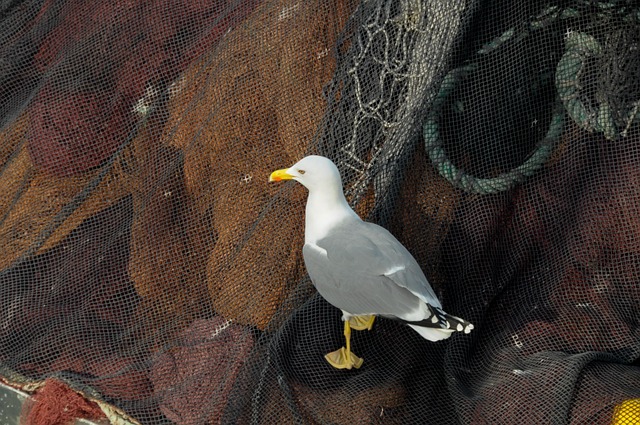 Free Seagull Fishing Nets photo and picture