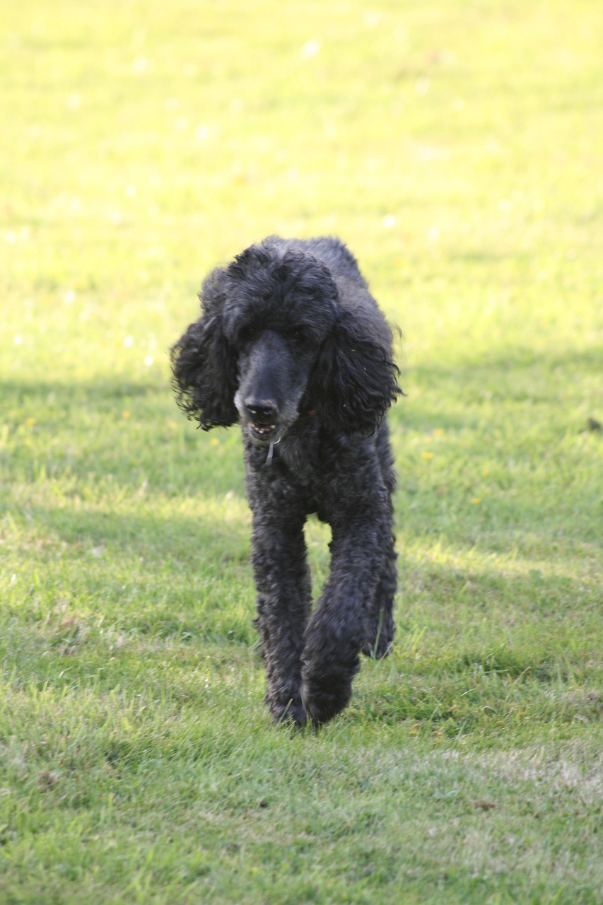 犬 夏 ペット - Pixabayの無料写真 - Pixabay